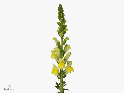 Antirrhinum majus 'Orleans Yellow'