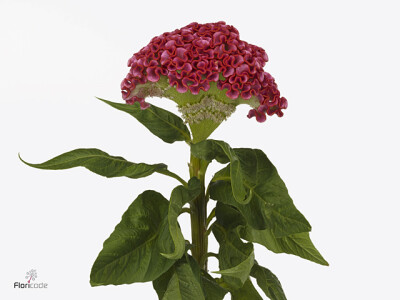 Celosia argentea (Cristata Grp) 'Unlimited Coral'