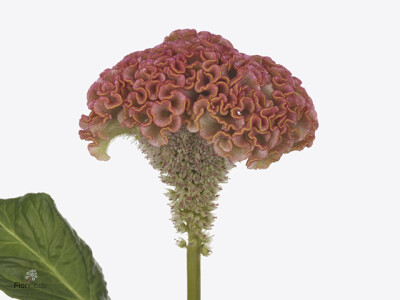 Celosia argentea (Cristata Grp) 'Reprise Rose'