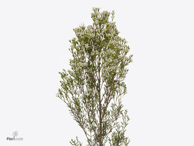 Chamelaucium uncinatum 'Pearl Buttons'