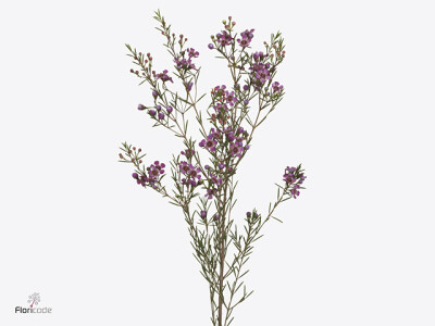 Chamelaucium uncinatum 'Rotem'