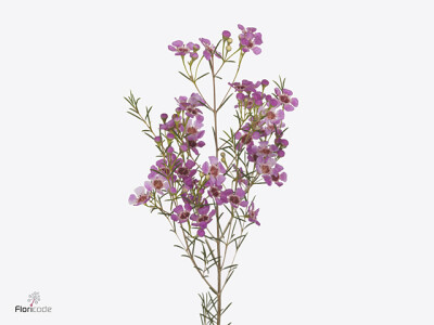 Chamelaucium 'Niek's Pride'