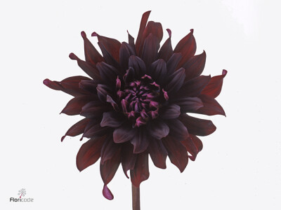 Dahlia (Semi-Cactus Grp) 'Chat Noir'