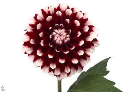 Dahlia (Decorative Grp) 'Checkers'