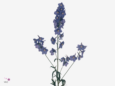 Delphinium enkelbloemig (Belladonna Grp) 'Neds Dievera'