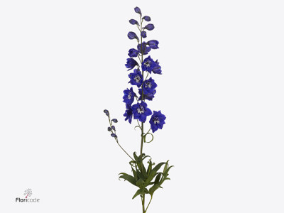 Delphinium dubbelbloemig (Elatum Grp) 'Delphis Emerald'