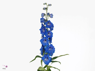 Delphinium (Elatum Grp) 'Delphi's Morninglight'