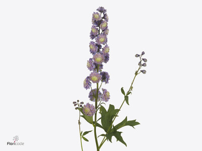 Delphinium (Elatum Grp) Premium Neon Sensation