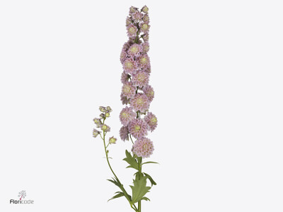 Delphinium dubbelbloemig (Elatum Grp) Premium Mystery Sensation
