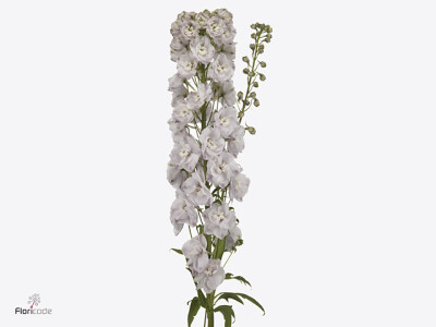 Delphinium (Elatum Grp) 'Dewi Pink Spijker'