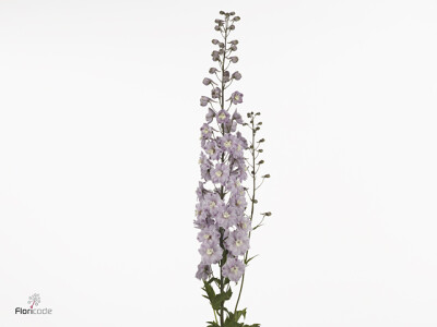 Delphinium dubbelbloemig (Elatum Grp) 'Dewi Flamingo'