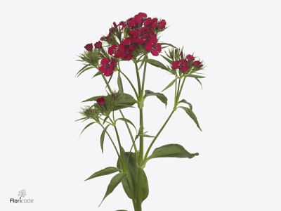 Dianthus barbatus 'Purple Beauty'