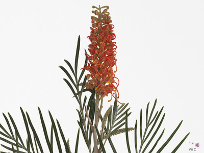 Grevillea 'Coastal Sunset'