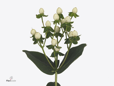 Hypericum Coco Uno
