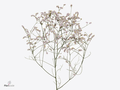 Limonium sinense China Flamingo