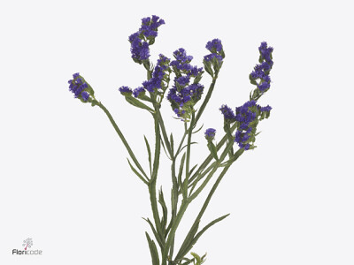 Limonium sinuatum Sea Sun Birds