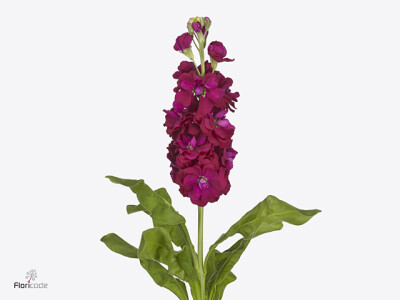 Matthiola incana 'Jaxz Red'