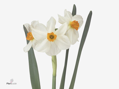 Narcissus (Tazetta Grp) 'Geranium'