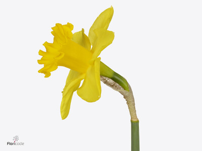 Narcissus (Trumpet Grp) 'Royal Dutch'