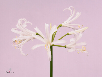 Nerine (Bowdenii Grp) 'White Charm'