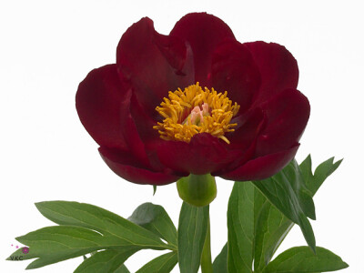 Paeonia (Herb. Hybrid Grp) 'Illini Warrior'