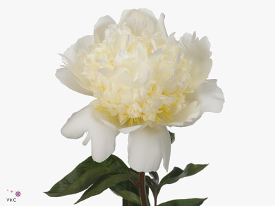 Paeonia (Lactiflora Grp) 'Bridal Shower'