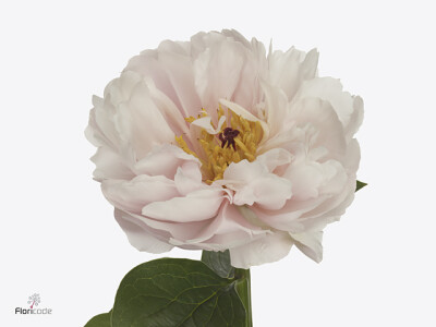 Paeonia (Herb. Hybrid Grp) 'Pink Vanguard'