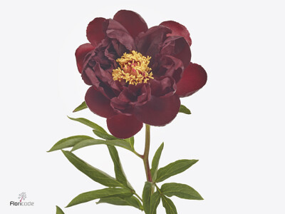 Paeonia (Herb. Hybrid Grp) 'Red Glory'