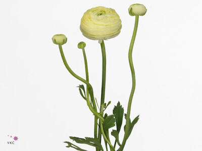 Ranunculus asiaticus Succes Commedia