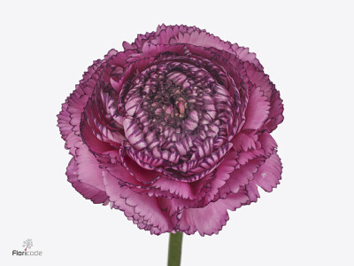 Ranunculus asiaticus 'Elegance Pink Stripes'