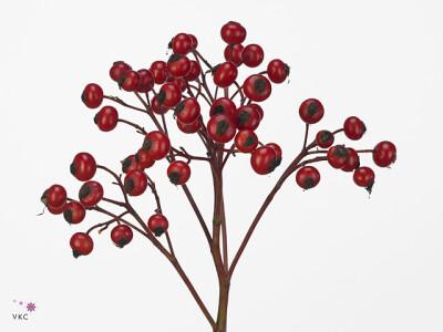 Rosa Magical Delight