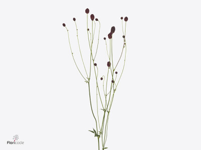 Sanguisorba officinalis 'Cayenne Dark Red'