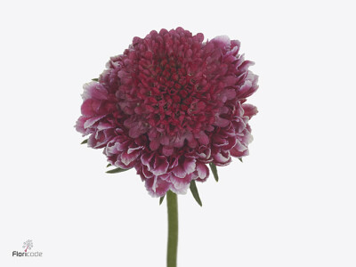 Scabiosa atropurpurea Sweet Scoop