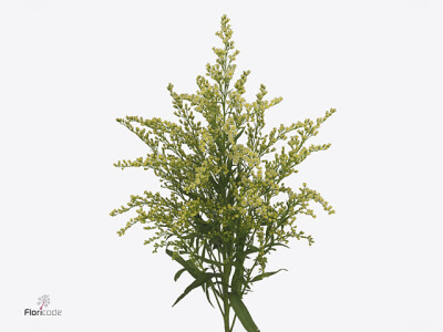 Solidago Carzan Moonlight