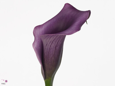 Zantedeschia 'Paco'