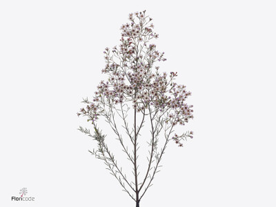 Chamelaucium uncinatum 'Pink Dream'