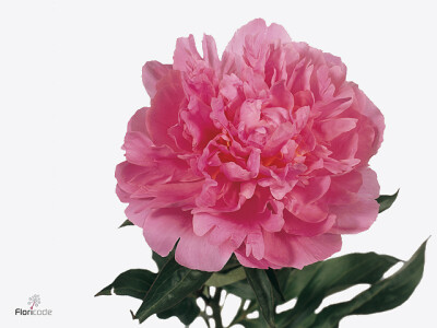 Paeonia (Lactiflora Grp) 'Augustin d'Hour'