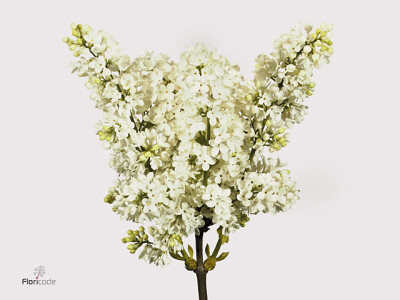 Syringa vulgaris 'Mme Florent Stepman' per bos