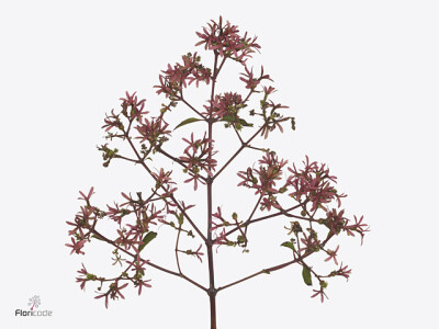 Heptacodium miconioides Magical Autumn Fire