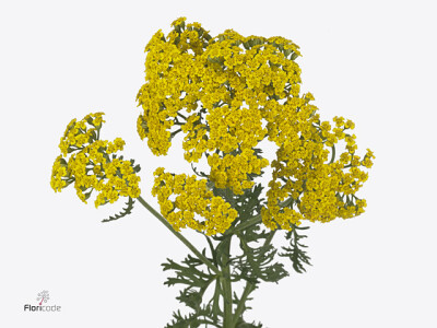 Achillea millefolium Surprising Gold