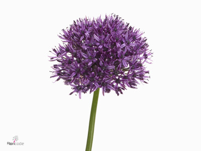 Allium 'Chicago'