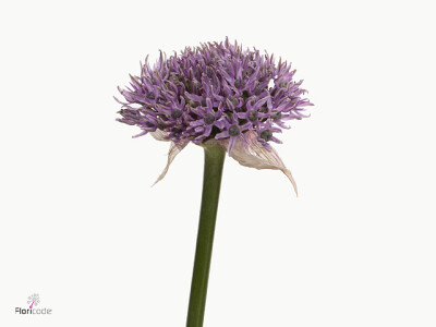 Allium 'New York'