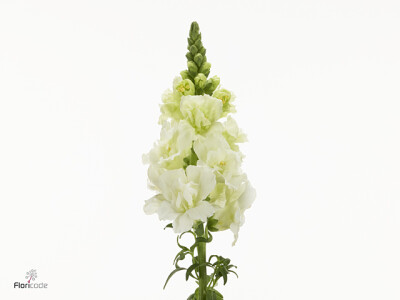 Antirrhinum majus Holly Double White