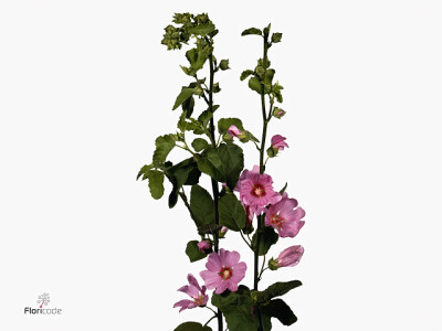 Lavatera 'Pink Lady'