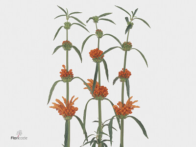 Leonotis leonurus