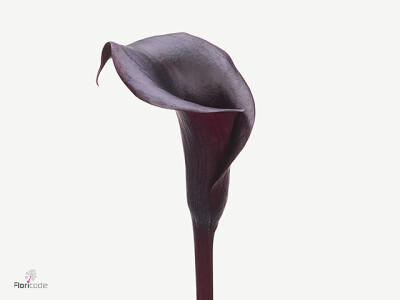 Zantedeschia Arabian Night