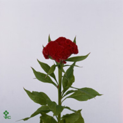 Celosia argentea (Cristata Grp) 'Fire Chief'