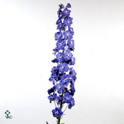 Delphinium (Elatum Grp) 'Sky-Liner'