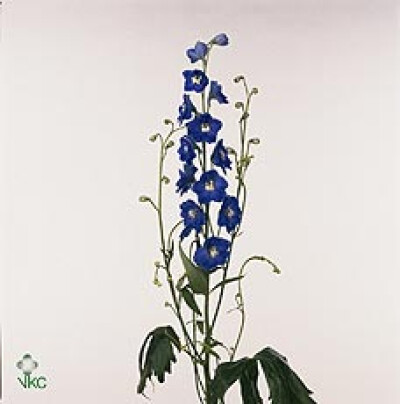 Delphinium (Elatum Grp) 'Kings Blue Arrow'