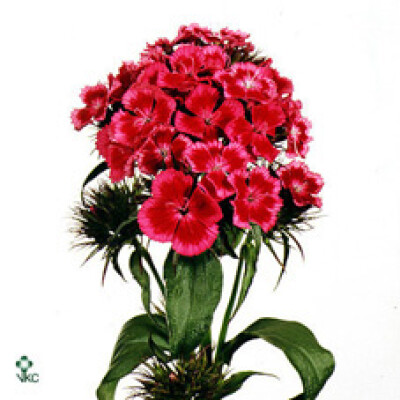 Dianthus barbatus Barbarella Roze Bicolor